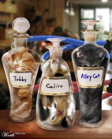 awesome ways to organize cats 2