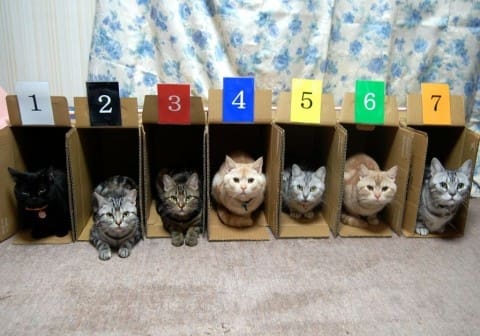 awesome ways to organize cats 20