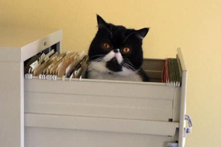 awesome ways to organize cats 3