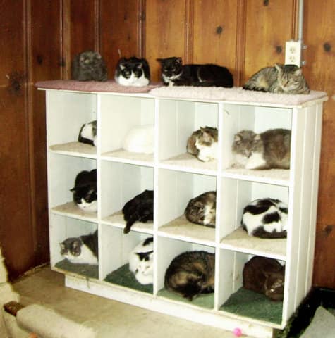 awesome ways to organize cats 4