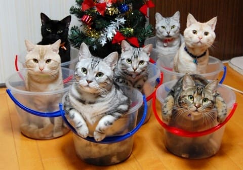 awesome ways to organize cats 7