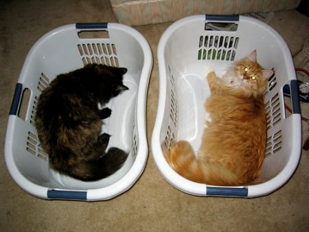 awesome ways to organize cats 8
