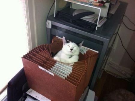 awesome ways to organize cats 9