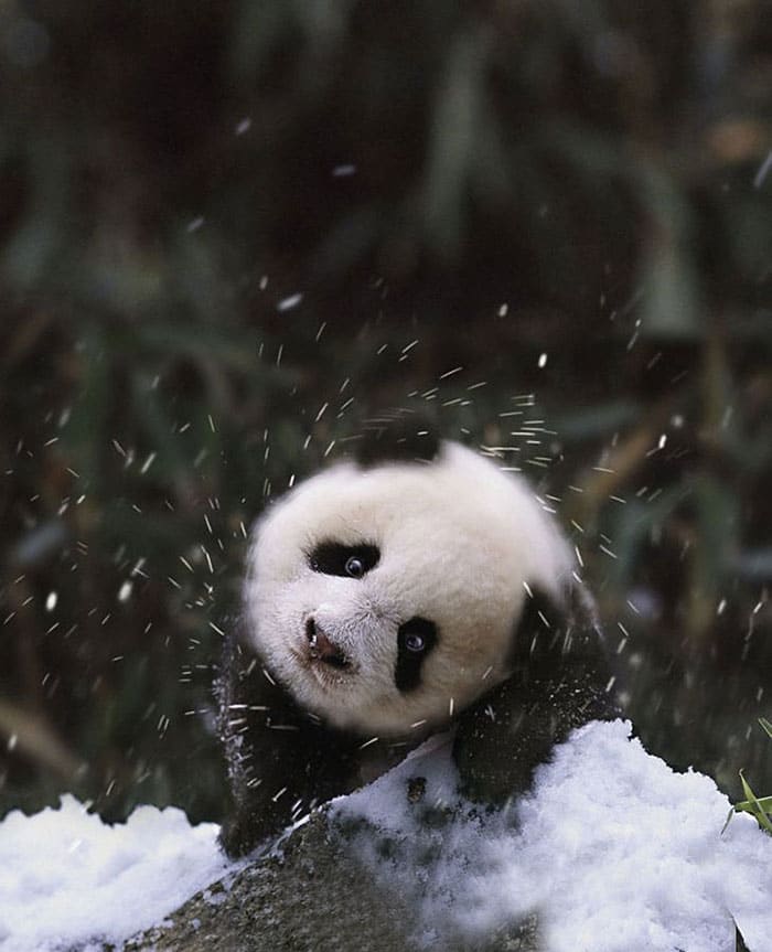 baby panda in the snow