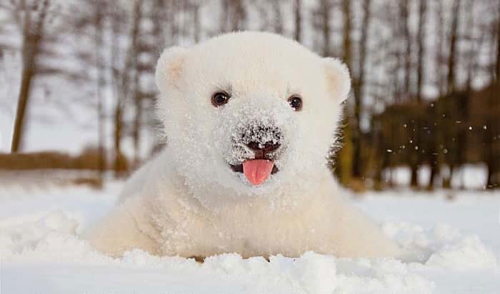 baby polar bear in snow 1