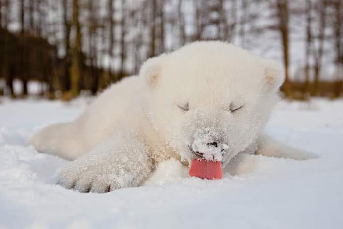 baby polar bear in snow 2
