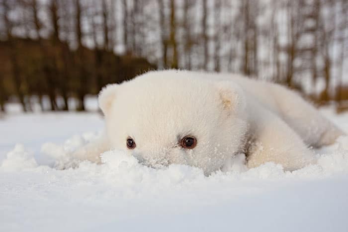 baby polar bear in snow 3
