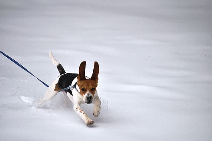 beagle pup in snow 1
