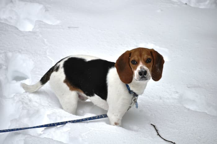 beagle pup in snow 2