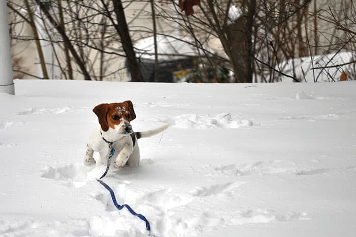 beagle pup in snow 3