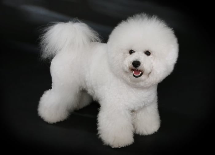 bichon frise