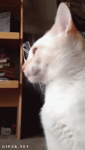 29 Cats That Have Lost Their Way in Life