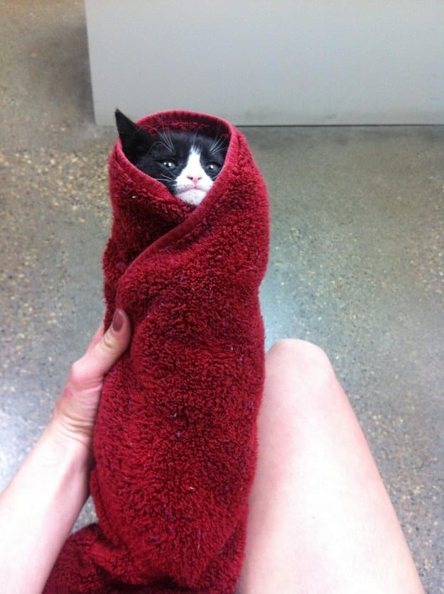 29 Cats That Have Lost Their Way in Life