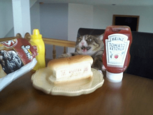 29 Cats That Have Lost Their Way in Life