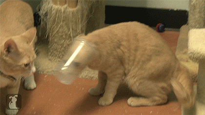 29 Cats That Have Lost Their Way in Life