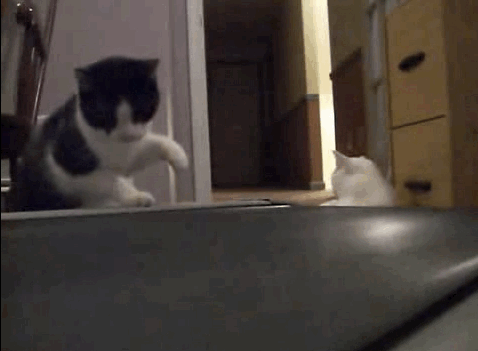 29 Cats That Have Lost Their Way in Life