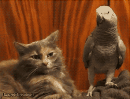 29 Cats That Have Lost Their Way in Life