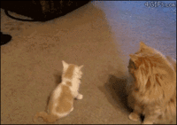 29 Cats That Have Lost Their Way in Life