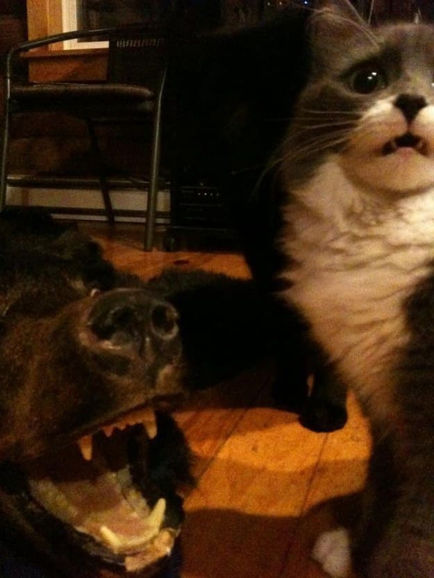 29 Cats That Have Lost Their Way in Life