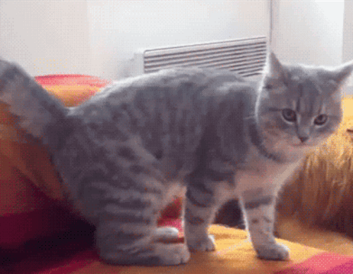 29 Cats That Have Lost Their Way in Life