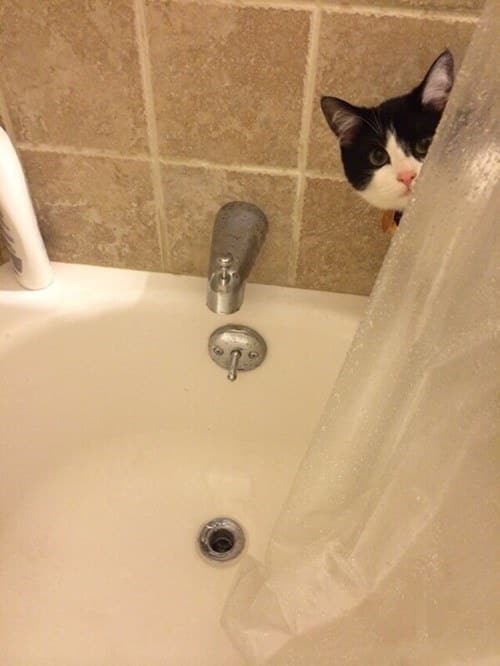 29 Cats That Have Lost Their Way in Life