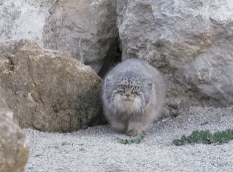 29 Cats That Have Lost Their Way in Life