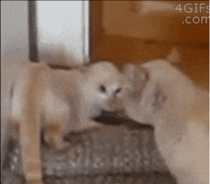 29 Cats That Have Lost Their Way in Life