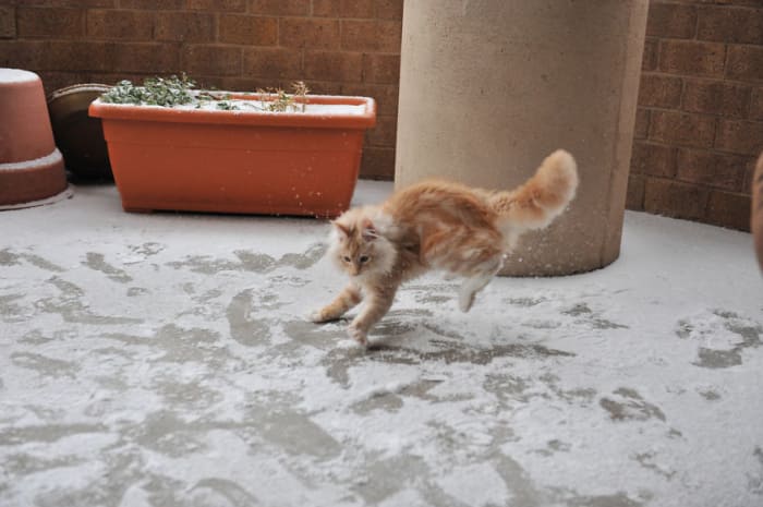 cats first snow 1