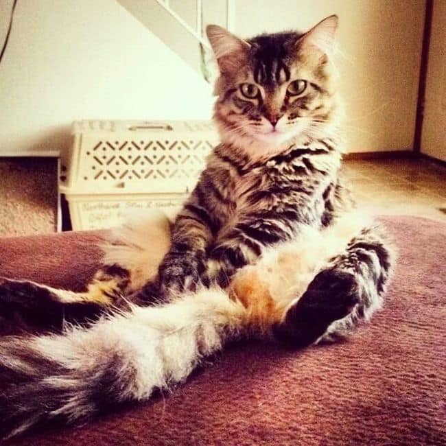 cats sitting funny 10