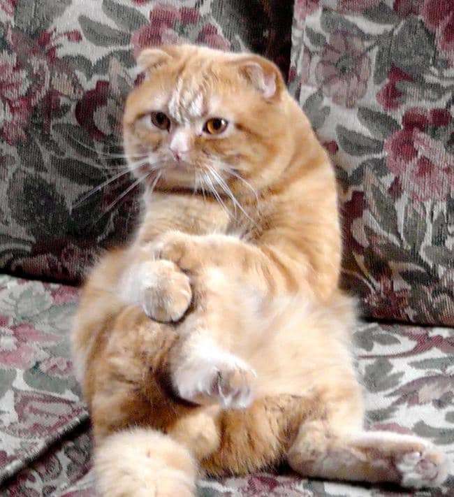 cats sitting funny 12