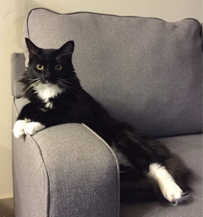 cats sitting funny 14