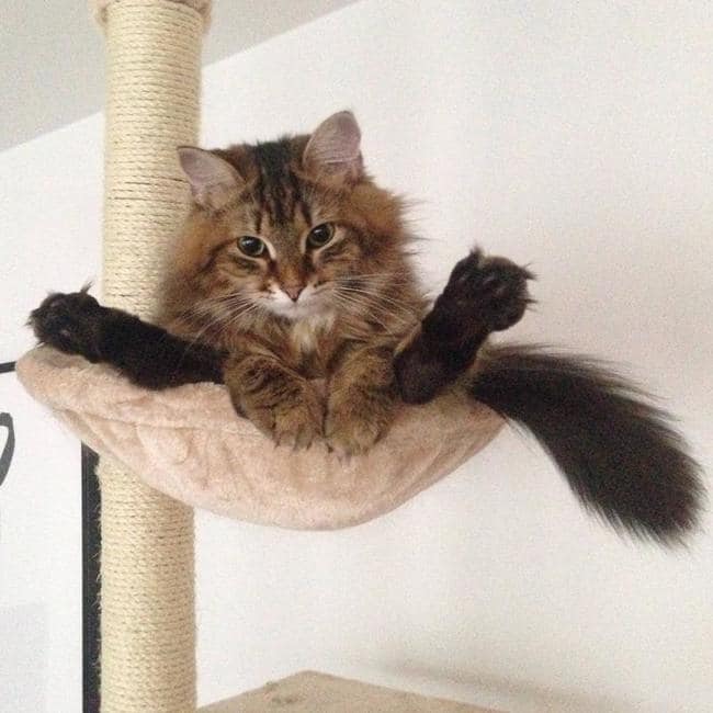 cats sitting funny 3