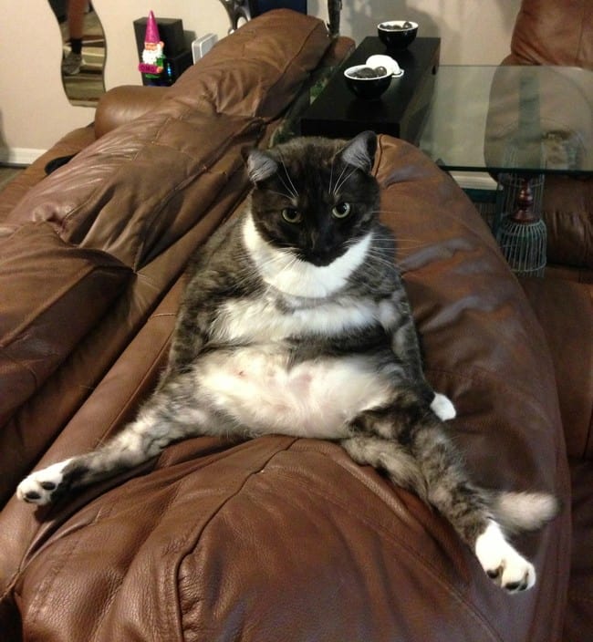 cats sitting funny 4