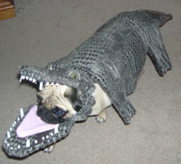 croco