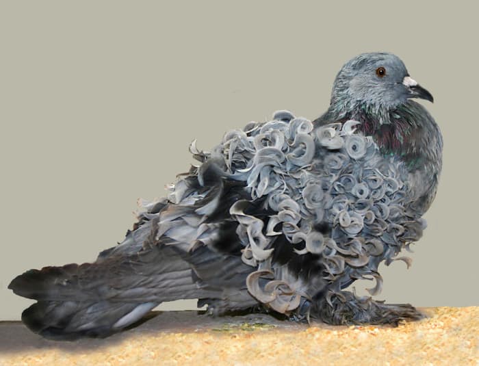 curly pigeon