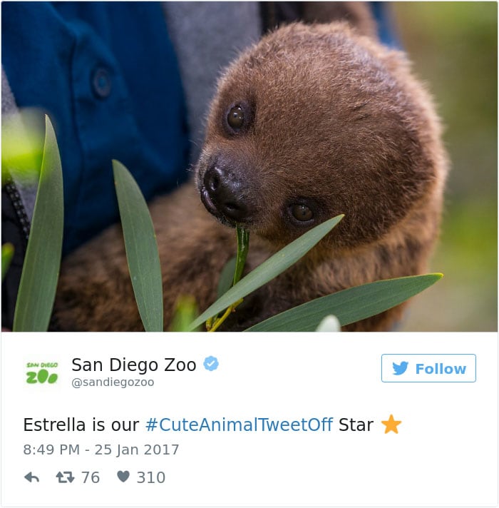 cute animal zoo twitter tweet off 17