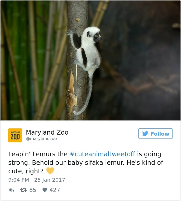 cute animal zoo twitter tweet off 19