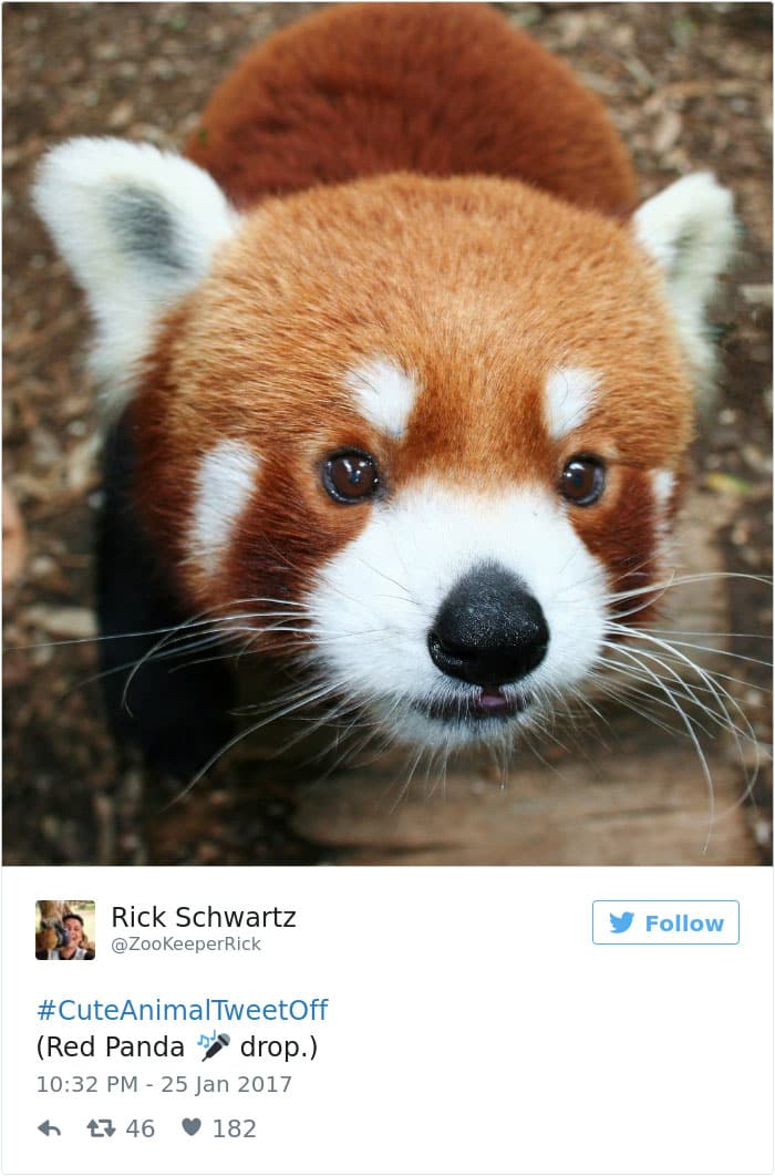 cute animal zoo twitter tweet off 21