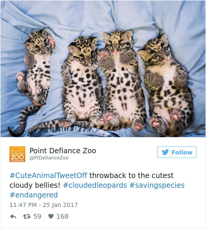 cute animal zoo twitter tweet off 24