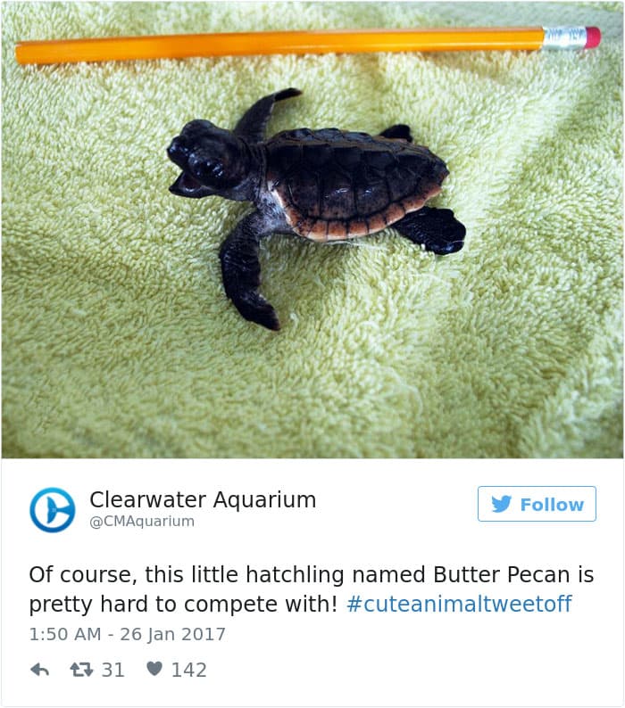 cute animal zoo twitter tweet off 26