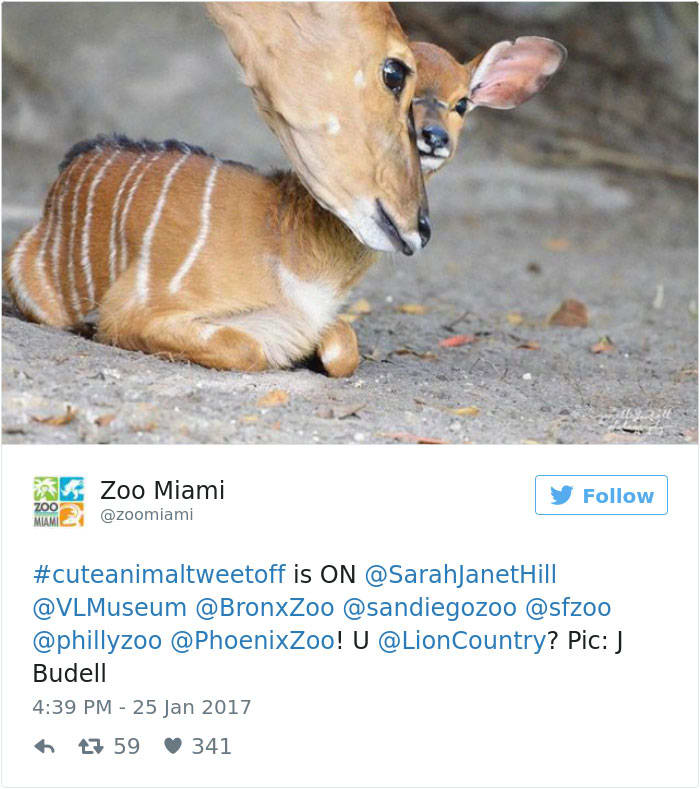 cute animal zoo twitter tweet off 8