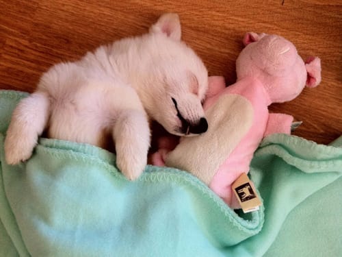 cute animals stuffed toys 19