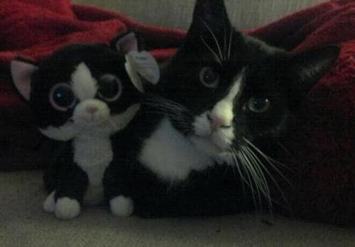 cute animals stuffed toys 31