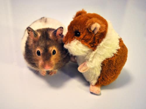 cute animals stuffed toys 7
