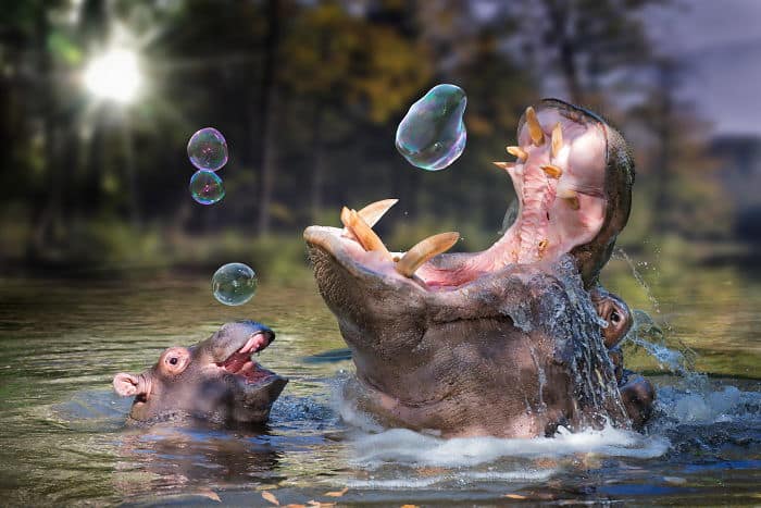 John Wilhelm