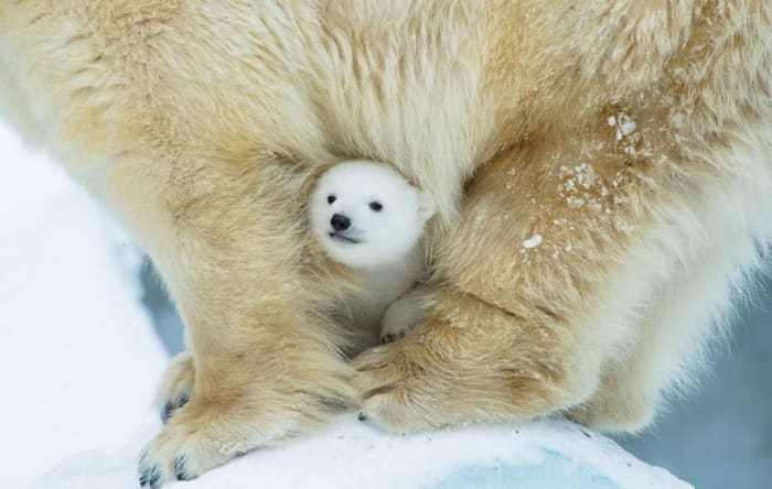 cute baby polar bear photos 2.jpg