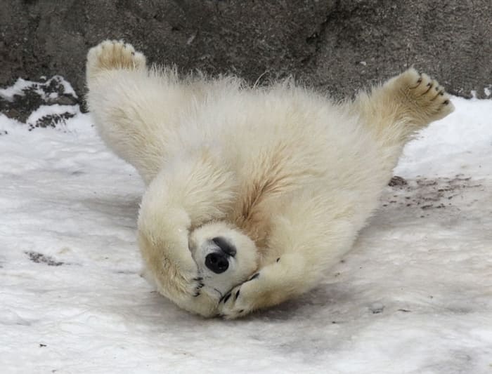 cute baby polar bear photos 5.jpg
