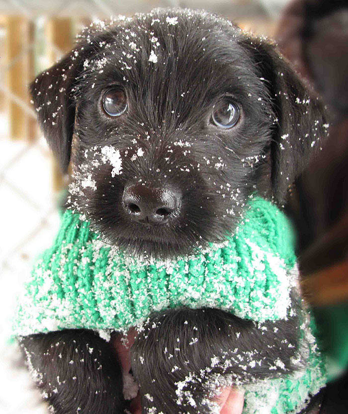 cute puppy in snow