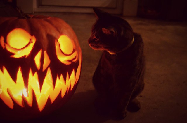 Cat looking at scary jackolantern