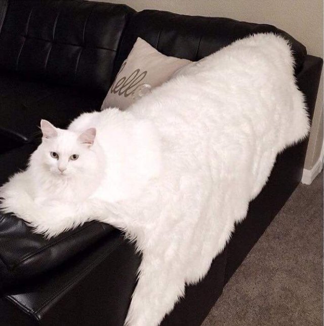 White cat on white throw.